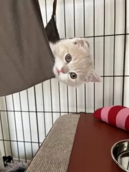 匿名 様のお迎えした子猫