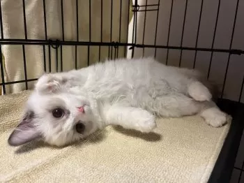 K.Y 様のお迎えした子猫