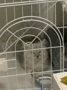 E.S 様のお迎えした子猫