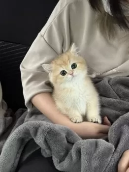 いずみ 様のお迎えした子猫