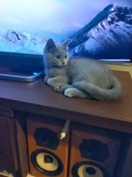 ぶちこつぶ 様のお迎えした子猫