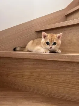 ぐる 様のお迎えした子猫