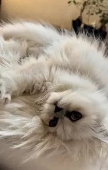 ジュエル 様のお迎えした子猫