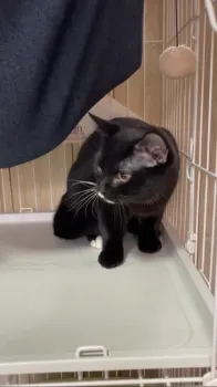しじみ君 様のお迎えした子猫