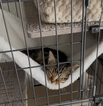 M.E 様のお迎えした子猫