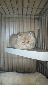 Y.Y 様のお迎えした子猫