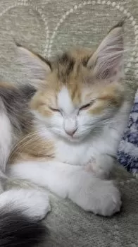 A.N 様のお迎えした子猫