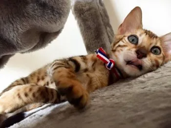 お松 様のお迎えした子猫