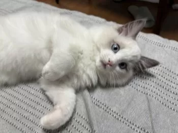 Y.M 様のお迎えした子猫