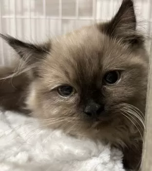 R.O 様のお迎えした子猫