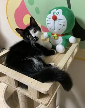 S.I 様のお迎えした子猫