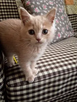 やすちゃん 様のお迎えした子猫