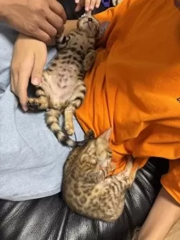 N.Y 様のお迎えした子猫