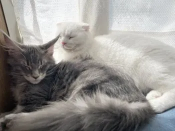 ちほ 様のお迎えした子猫