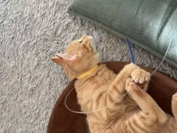 H.K 様のお迎えした子猫