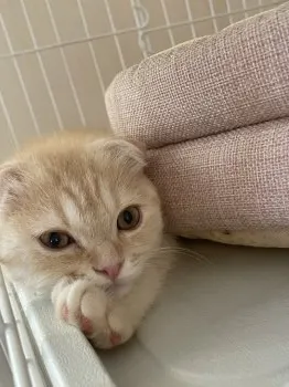 ビット 様のお迎えした子猫