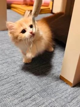 りん 様のお迎えした子猫