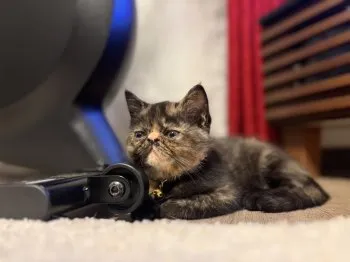 はるひまま 様のお迎えした子猫