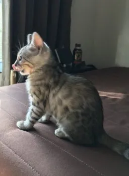 ねねじぃ 様のお迎えした子猫