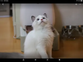 ハルママさん 様のお迎えした子猫