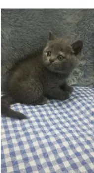 ルイ 様のお迎えした子猫