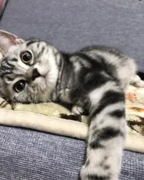 C.K 様のお迎えした子猫