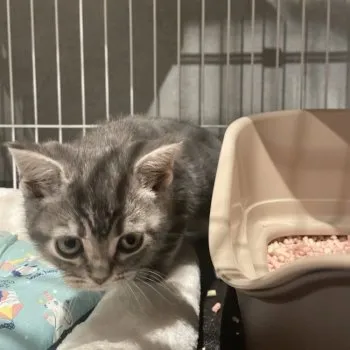 R.T 様のお迎えした子猫
