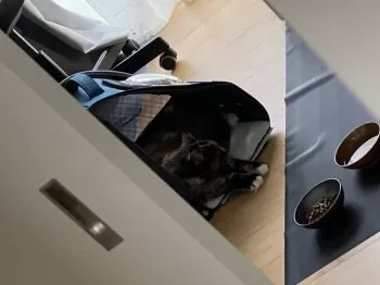ks 様のお迎えした子猫
