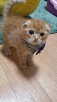 りょう 様のお迎えした子猫