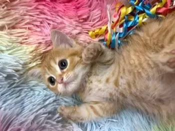 M.U 様のお迎えした子猫