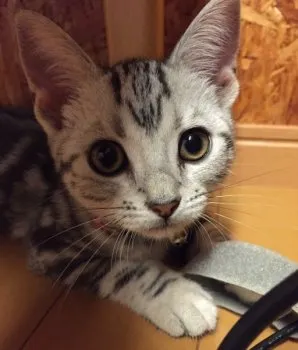 じみぃ 様のお迎えした子猫