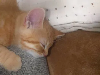 ウラクボ 様のお迎えした子猫