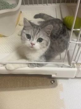 N.T 様のお迎えした子猫
