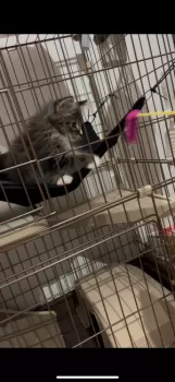 りゅーや 様のお迎えした子猫