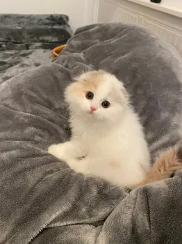 シュクレママ 様のお迎えした子猫