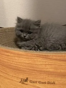 みるく 様のお迎えした子猫