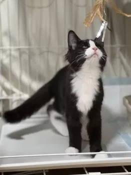 I.Y 様のお迎えした子猫