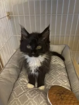 ししゃも 様のお迎えした子猫