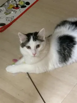 A.M 様のお迎えした子猫