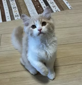 M.H 様のお迎えした子猫