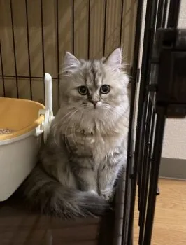 ふじ 様のお迎えした子猫