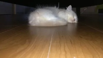 カエル 様のお迎えした子猫