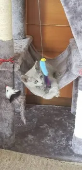イルカ 様のお迎えした子猫
