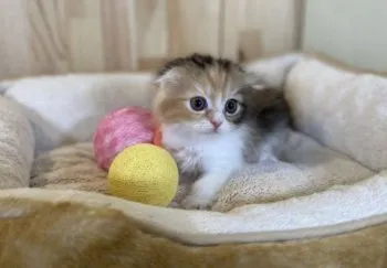 R.I 様のお迎えした子猫