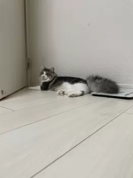 oslo 様のお迎えした子猫