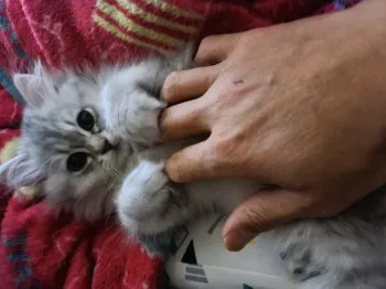 S.Y 様のお迎えした子猫