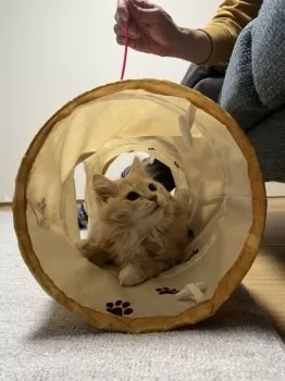 ケーゾー 様のお迎えした子猫