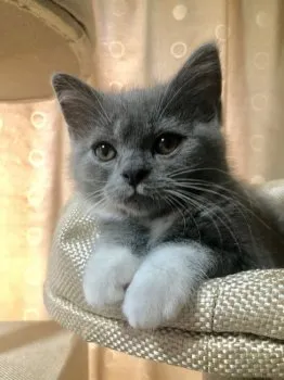 MAY 様のお迎えした子猫