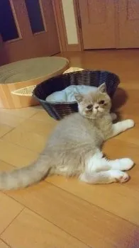 るうく 様のお迎えした子猫