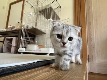 N.S. 様のお迎えした子猫
